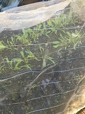 ほうれん草.jpg
