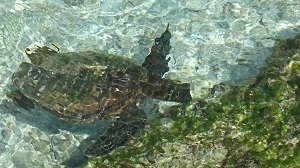 ウミガメ２.jpg