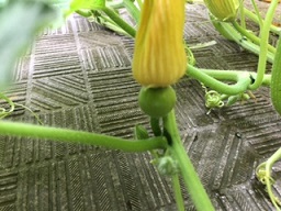 カボチャ2.jpeg