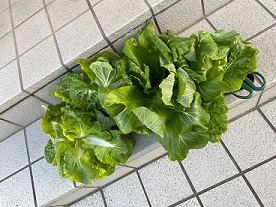 レタサイ.jpg