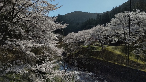 桜.jpg