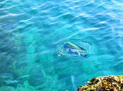 田舎 魚.jpg