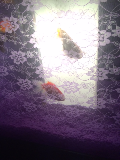 画像150129-2.jpg